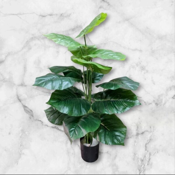 0062-19 Planta Grande Alocasia Variedad Verde